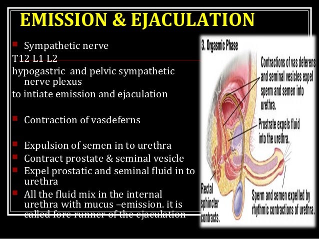 Have removed sperm develpoment and ejaculation The sperm develpoment and ejaculation